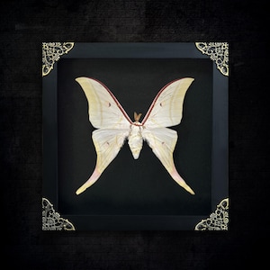 May include: A large, pale yellow moth with long, pointed wing tails is displayed inside a square black shadow box frame. The frame features ornate, metallic gold-toned filigree corner accents, providing a contrast to the dark background.