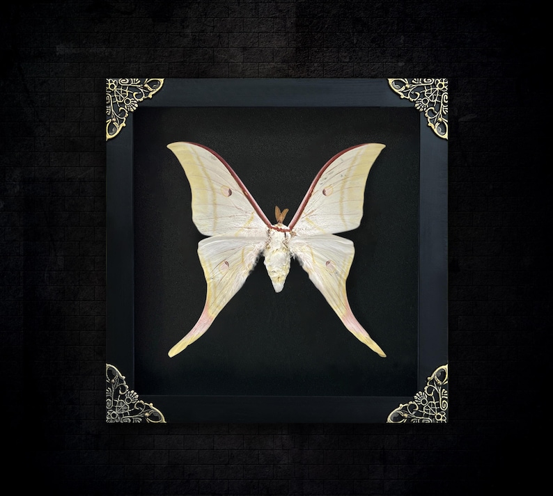 May include: A large, pale yellow moth with long, pointed wing tails is displayed inside a square black shadow box frame. The frame features ornate, metallic gold-toned filigree corner accents, providing a contrast to the dark background.