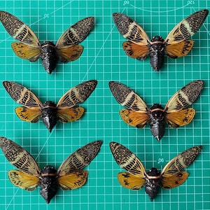 6 Real Cicada Beetle Real Beetle Insect Bug Entomology Cicadas Cicadoidea Mounted Opened Wings