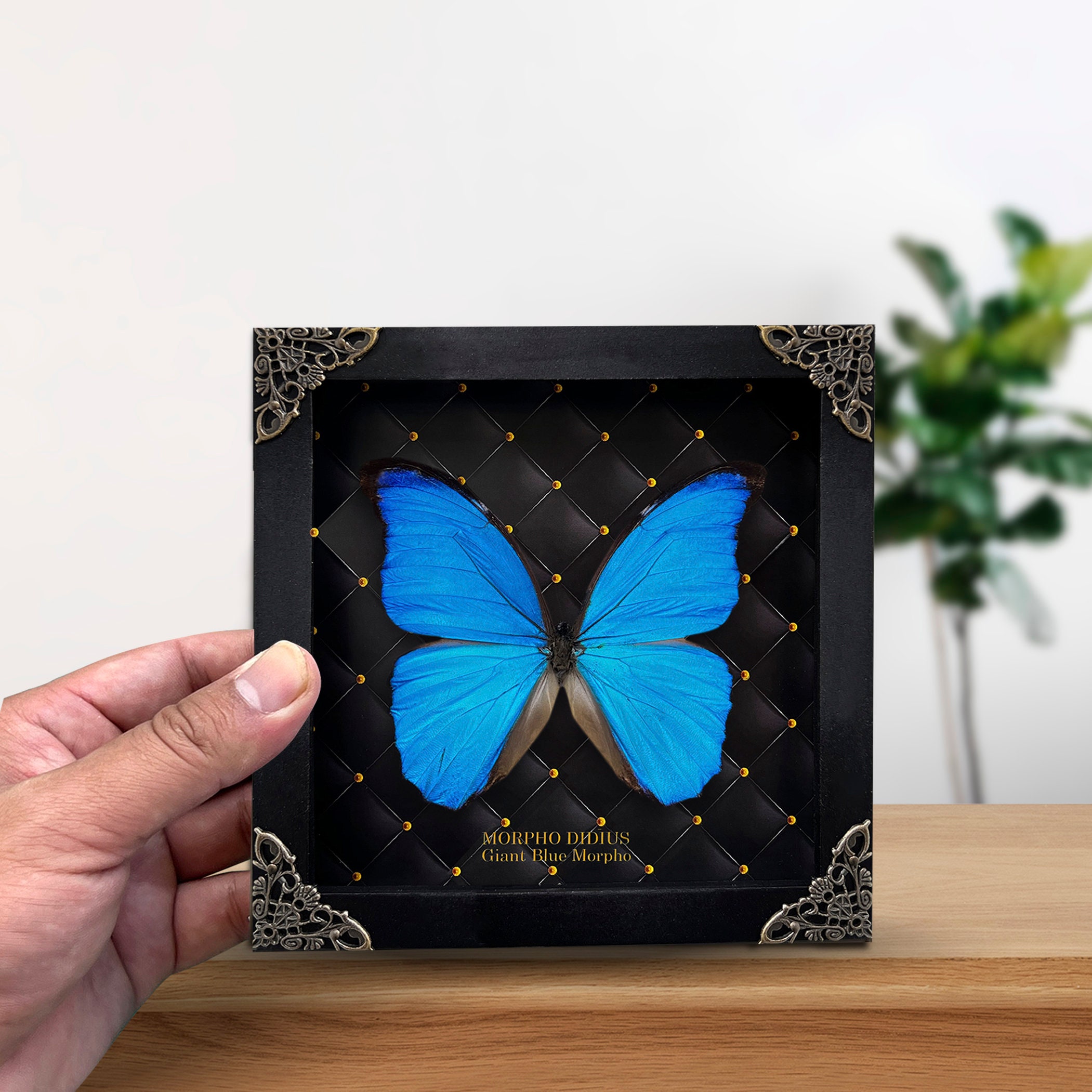 Real Framed Morpho Butterfly Shadow Box Insect Frame Dried Taxidermy ...