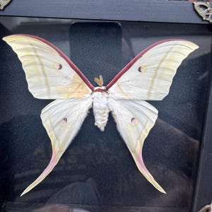 May include: A framed specimen of a large moth with pale cream-colored wings, featuring distinct reddish-pink leading edges and long, slender tails. The moth has a fuzzy white body and small, dark circular eyespots on each of its four wings.