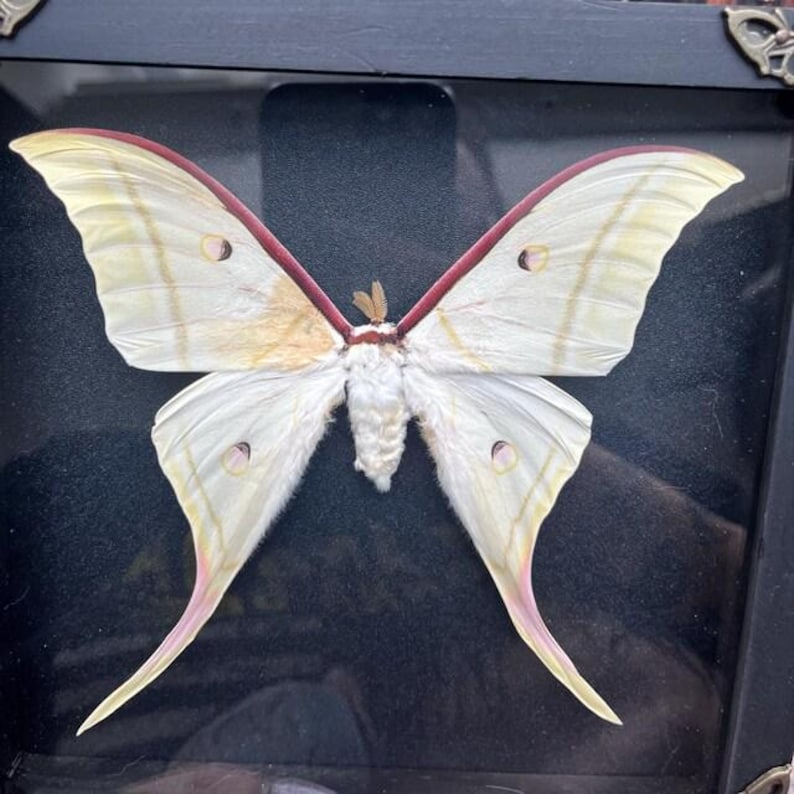 May include: A framed specimen of a large moth with pale cream-colored wings, featuring distinct reddish-pink leading edges and long, slender tails. The moth has a fuzzy white body and small, dark circular eyespots on each of its four wings.