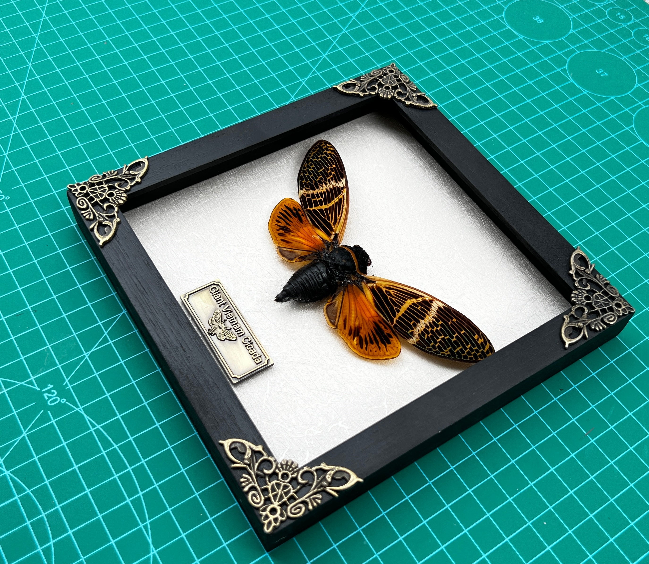Real Framed Cicada Cicadoidea Shadow Box Bug Insect Frame - Etsy