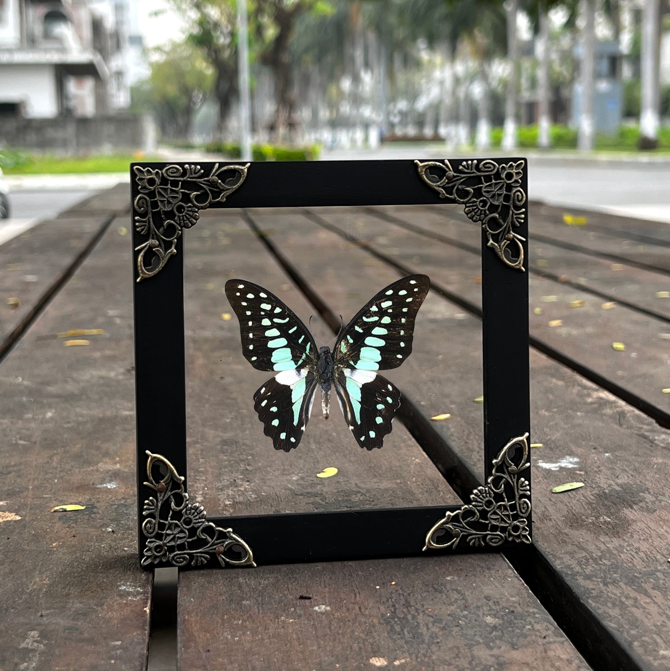 Real Framed Butterfly Dried Insect 3D Frame Floating Shadow Box Bug ...