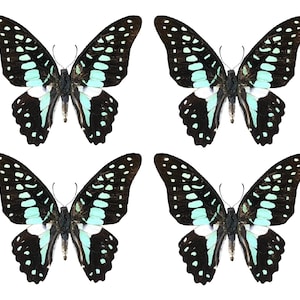 May include: Four butterflies with black wings, adorned with white and light blue markings. The butterflies are symmetrical, with detailed patterns and a white background.