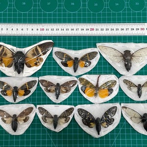 May include: A collection of preserved cicadas, showcasing various wing patterns and colors, including brown, orange, and black. The insects are displayed in individual triangular packets, with a ruler providing scale. The background is a green cutting mat.