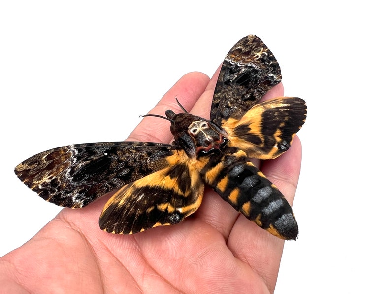 Death Head Moth Acherontia Framed Black Gothic Wall Decor Entomology Gifts Oddities Curiosities Art Decoration image 2