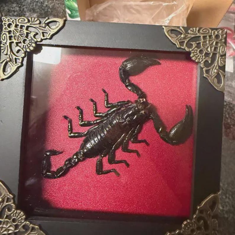 May include: A preserved black scorpion specimen displayed inside a square black frame with ornate gold-toned metal corner accents. The scorpion is mounted against a vibrant red velvet-textured background behind a clear glass pane.