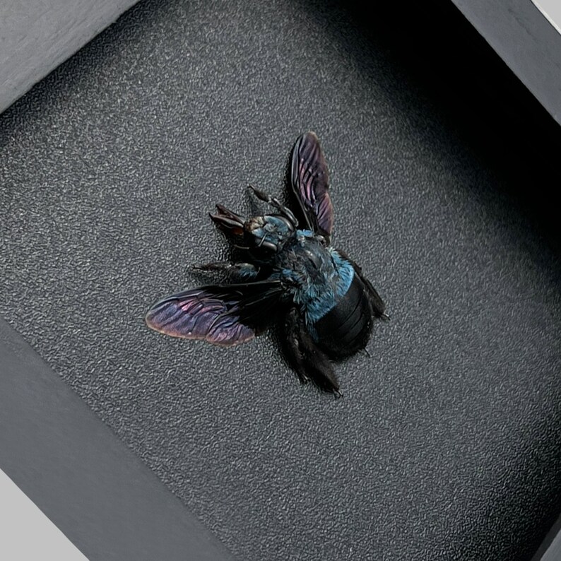 Reading Room Decor Framed Mantis Creobroter & Blue Bee Minimal Tabletop Decor Shelf Decor Accents Natural Aesthetic Home Decoration image 4