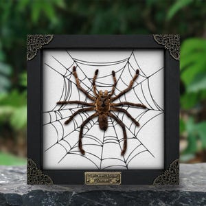 May include: A preserved brown tarantula specimen mounted in a black square frame with ornate corner accents. The spider is positioned over a white background featuring a black spiderweb illustration. A metal plaque reads Giant Tarantula Spider Vietnam.