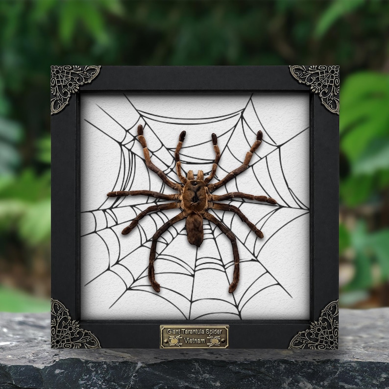 May include: A preserved brown tarantula specimen mounted in a black square frame with ornate corner accents. The spider is positioned over a white background featuring a black spiderweb illustration. A metal plaque reads Giant Tarantula Spider Vietnam.