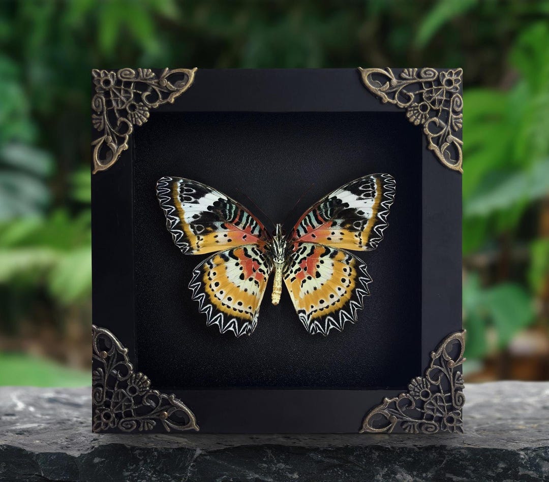 Leopard Lacewing Butterfly Frame Shadow Box Oddities Insect Bug