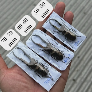 May include: Three preserved stag beetles mounted on white rectangular cards, each encased in clear plastic. The labels indicate size ranges of 50-59 mm, 60-69 mm, and 70-79 mm. The beetles are dark brown with large, prominent, serrated mandibles.