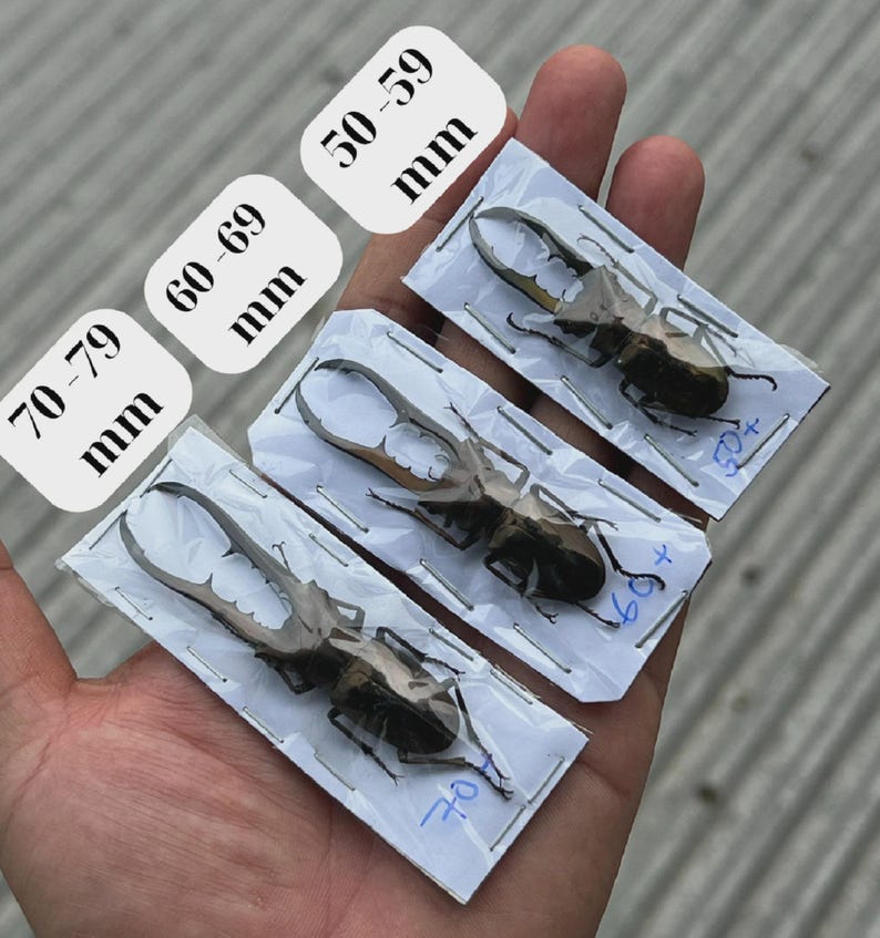 May include: Three preserved stag beetles mounted on white rectangular cards, each encased in clear plastic. The labels indicate size ranges of 50-59 mm, 60-69 mm, and 70-79 mm. The beetles are dark brown with large, prominent, serrated mandibles.
