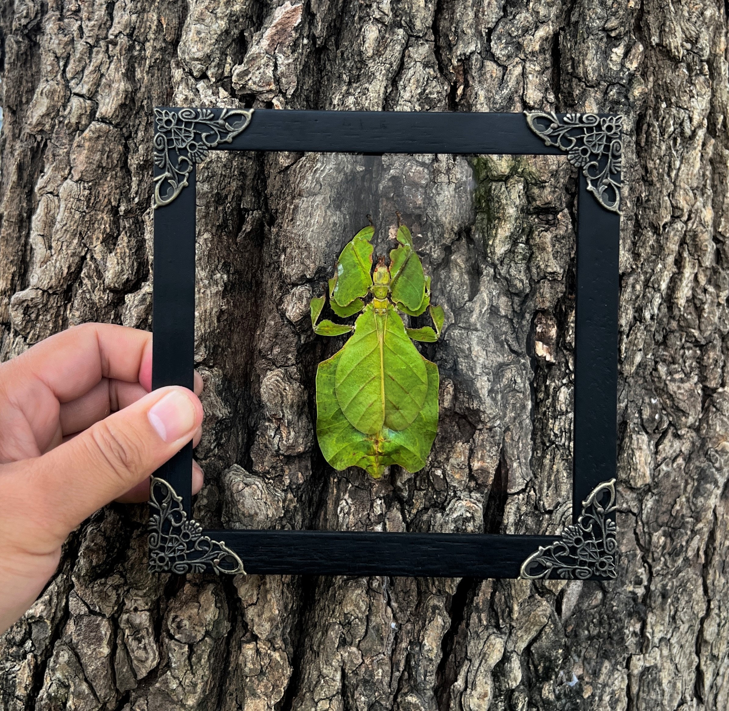 Real Framed Walking Leaf Insect Shadow Box Bug Frame Taxidermy ...