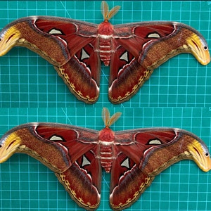 May include: Two Atlas moths, each with intricate wing patterns. The wings display a mix of reddish-brown, cream, and yellow hues, with detailed markings. The moths are symmetrical, with a central body and antennae. The background is a green grid.