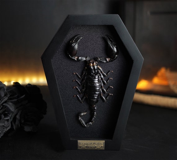 Real Scorpion Coffin Shadow Box, Black Gothic Hanging Decor, Insect Frame Taxidermy Curiosities Wall Decor, Victorian Artwork Collection