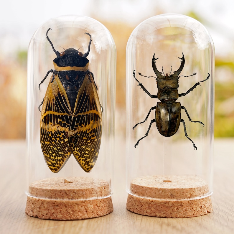 Dried Insect Beetle Bug Glass Dome Jar Cloche Display Dried Butterfly ...