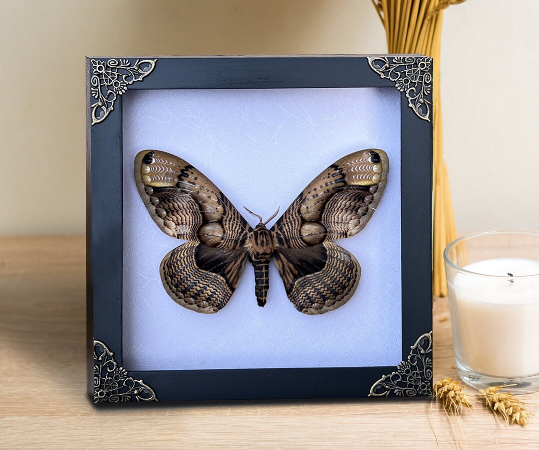 Real Framed Owl Moth Brahmaea Shadow Box Insect Frame Dried Etsy Sweden