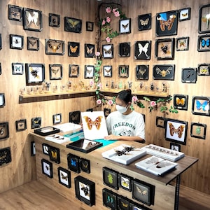 May include: A workspace featuring numerous framed insect and butterfly specimens mounted on a wood-paneled wall. A person wearing a white t-shirt with the word FREEDOM sits at a desk, holding a paper illustration of a large brown moth specimen.