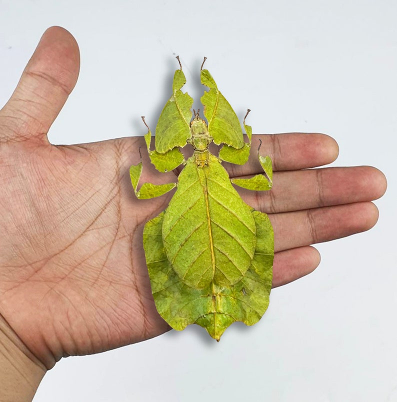 Real Walking Leaf Insect Beetle Taxidermy Glass Dome Jar Display Dried Bug Butterfly Taxadermy Oddities Curiosities Gothic Christmas Decor image 4