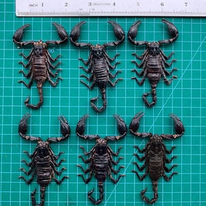 6 Real Giant Scorpion Mounted 7” or 17cm Large Beetle Insect Bug Entomology Taxidermy
