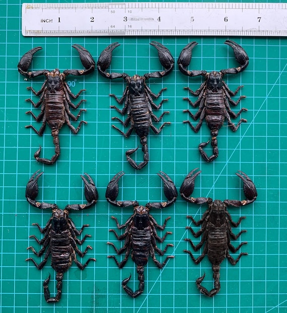 6 Real Giant Scorpion Mounted 7” or 17cm Large Beetle Insect Bug
