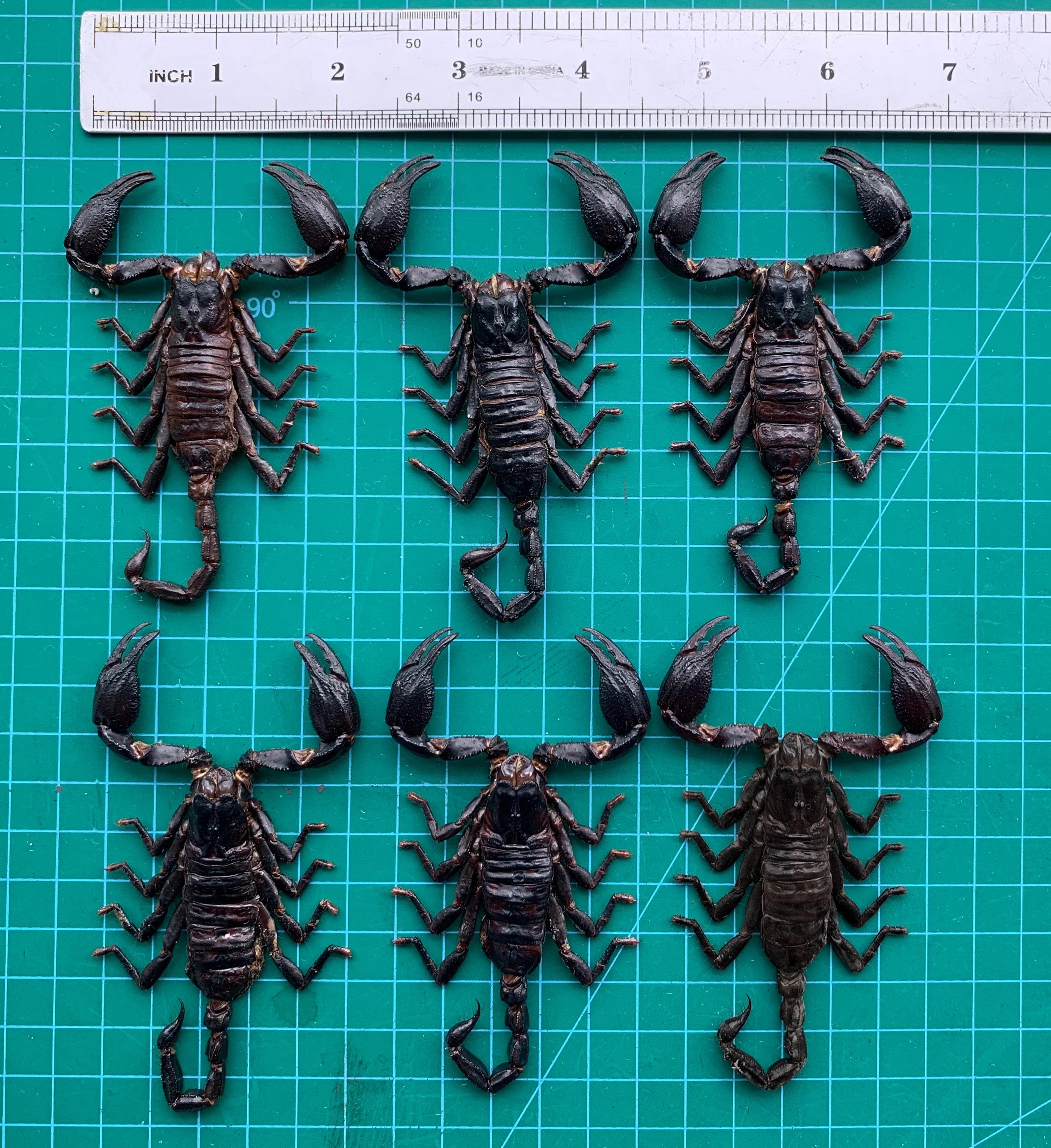 6 Real Giant Scorpion Mounted 7” or 17cm Large Beetle Insect Bug