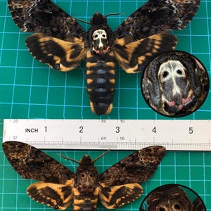May include: Two Acherontia atropos death's-head hawkmoths with dark brown, black, and yellow patterned wings and bodies. The top moth displays a distinct skull-like marking on its thorax. A white ruler shows a wingspan of approximately 4.5 inches.