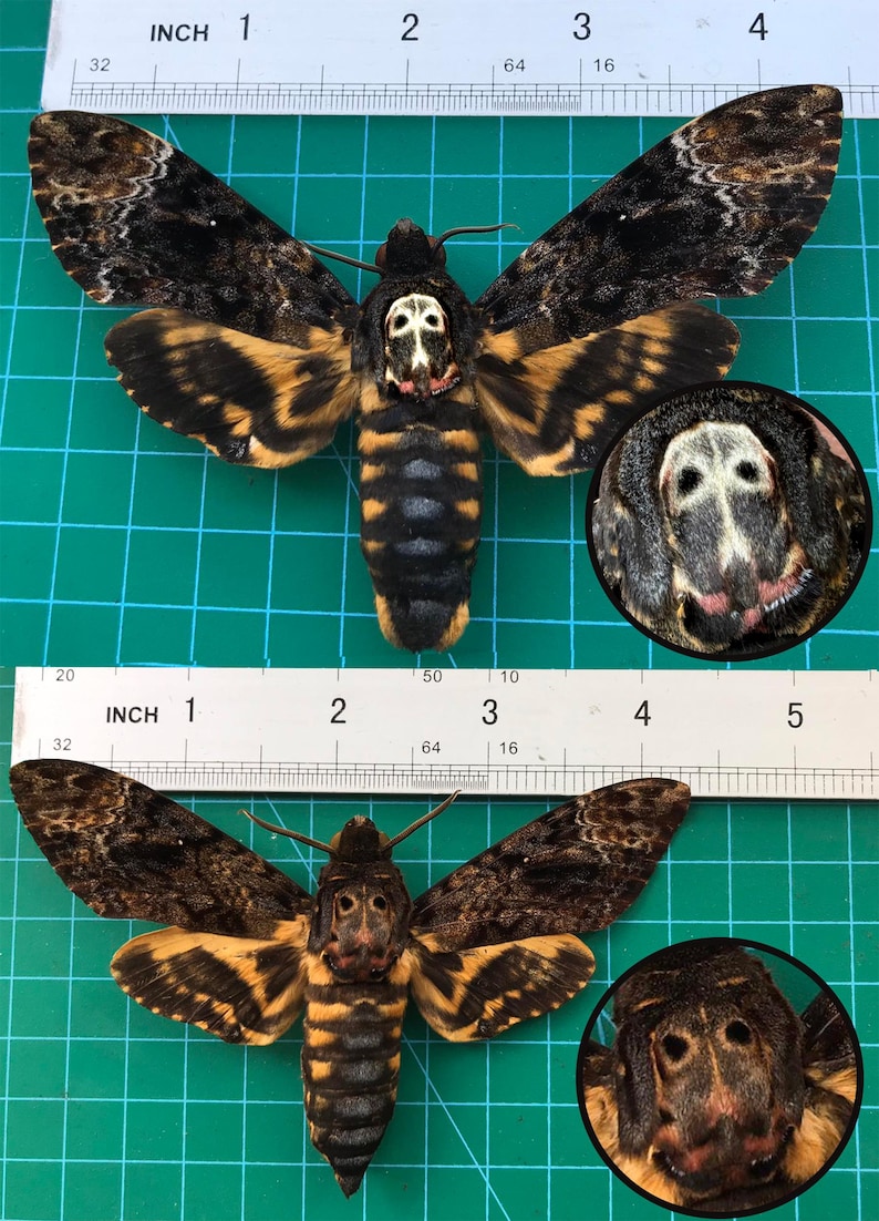 May include: Two Acherontia atropos death's-head hawkmoths with dark brown, black, and yellow patterned wings and bodies. The top moth displays a distinct skull-like marking on its thorax. A white ruler shows a wingspan of approximately 4.5 inches.