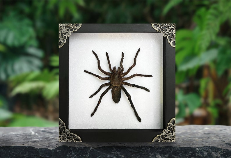 May include: A dark brown tarantula specimen preserved and displayed inside a square black frame. The frame features ornate metallic corner accents and a white backing. The spider is positioned centrally with its eight legs extended outward.