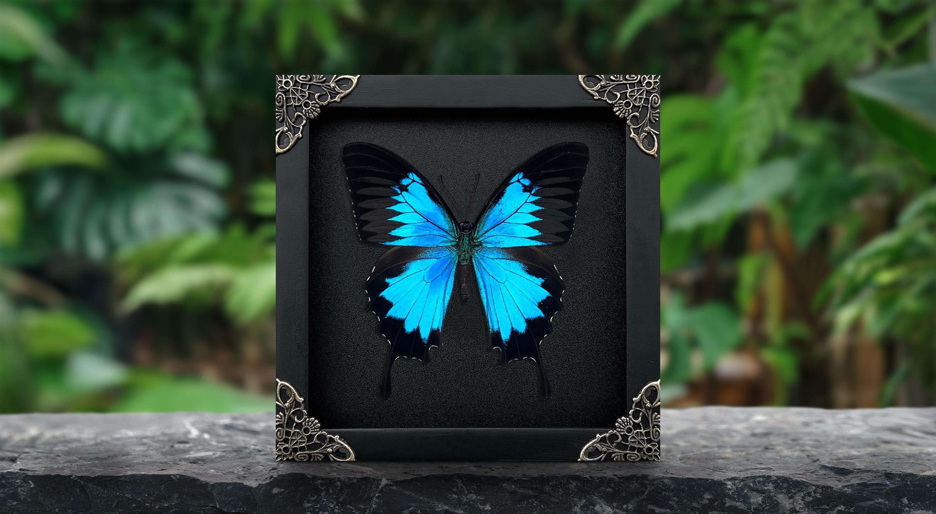 Wall Decor Butterfly Entomology Shadow Box , Spooky Gift Insect Lover ,Dried Insect Frame Taxadermy Table Top,Oddities Artwork Gallery