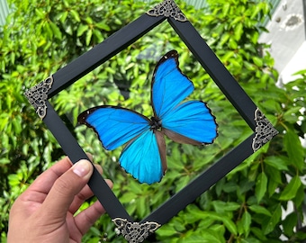 Real Framed Morpho Butterfly Shadow Box 3D Floating Frame Dried Taxidermy Dead Taxadermy Wall Art Decoration Artwork Home Decor Gallery
