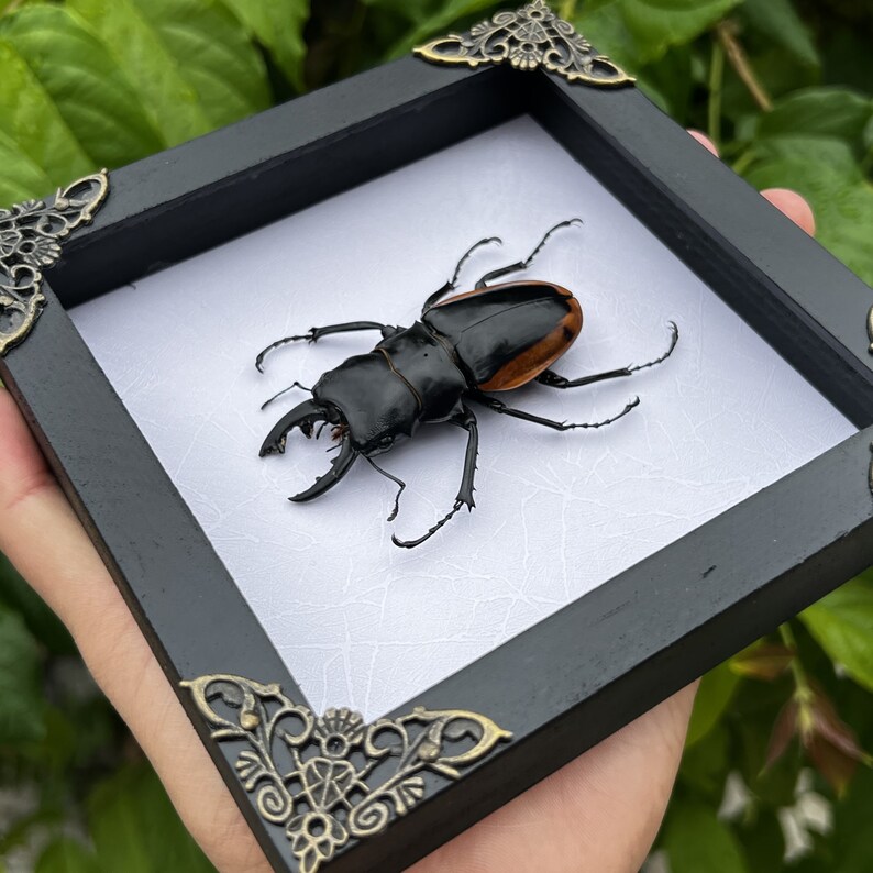 Real Framed Beetle Bug Insect Shadow Box Taxidermy Taxadermy Artwork ...
