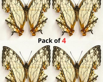 Pack 4 Real Butterflies Common Mapwing Butterfly Specimen Cool Unmounted Dried Insect Art Projects Educational Display