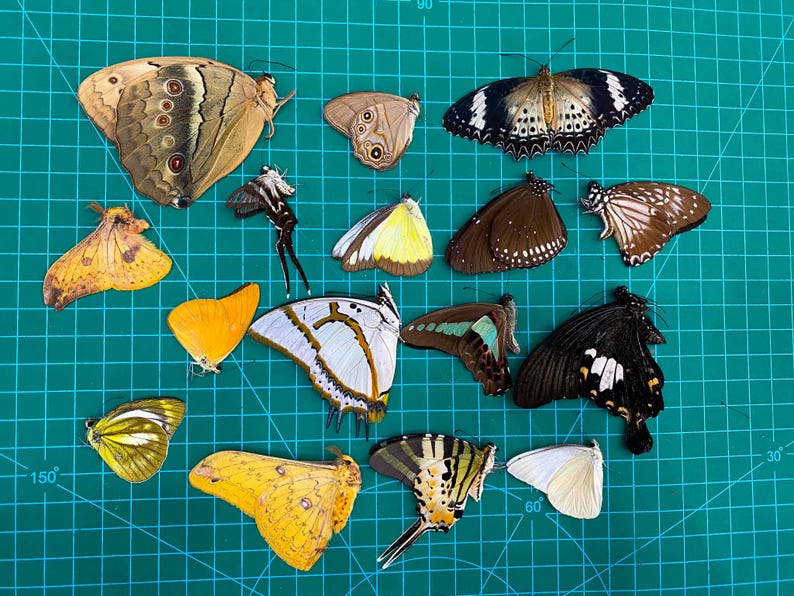 10 REAL Butterflies Moths Assorted Mix Lot Collection Folded Butterfly ...