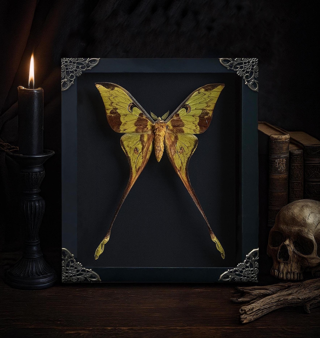 Real Actias Comet Moth Framed Gothic Moon Moth Wall Display Victorian Goth Goblincore Cottagecore Fairycore Hanging Room Astronomy Gift - Etsy