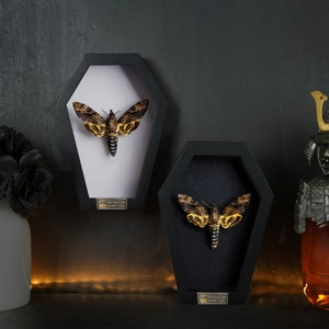 Peut inclure: Deux bo&icirc;tes &agrave; ombre encadr&eacute;es noires avec un fond blanc et noir. Chaque bo&icirc;te contient un sphinx t&ecirc;te-de-mort pr&eacute;serv&eacute; avec des marques jaunes et noires. Les bo&icirc;tes ont une petite plaque en laiton avec le texte "Death's Head Hawk Moth Acherontia Atropos" dessus.