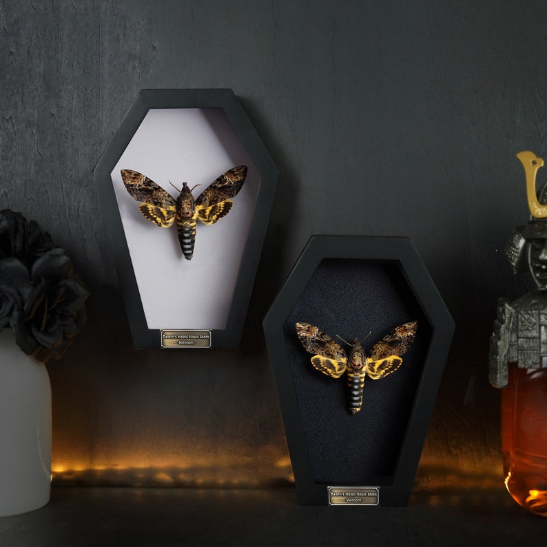 Peut inclure: Deux bo&icirc;tes &agrave; ombre encadr&eacute;es noires avec un fond blanc et noir. Chaque bo&icirc;te contient un sphinx t&ecirc;te-de-mort pr&eacute;serv&eacute; avec des marques jaunes et noires. Les bo&icirc;tes ont une petite plaque en laiton avec le texte "Death's Head Hawk Moth Acherontia Atropos" dessus.