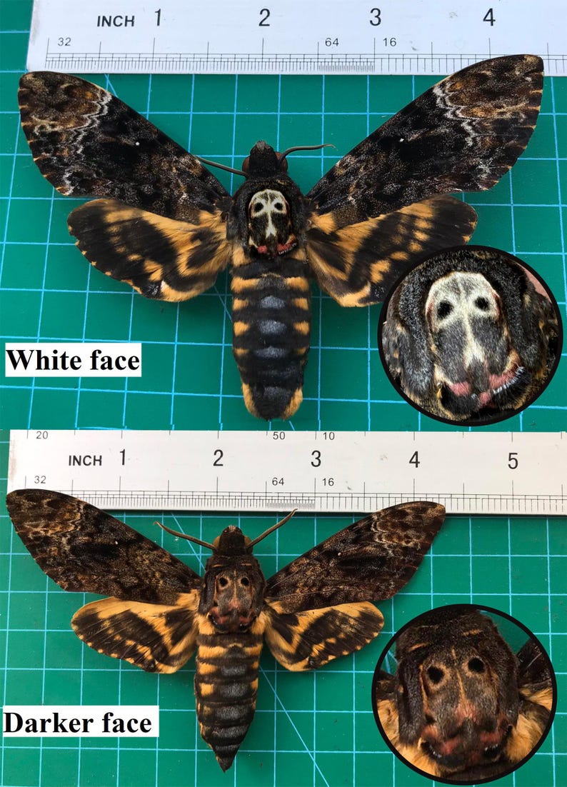 Puede incluir: Dos im&aacute;genes de una polilla marr&oacute;n y amarilla con marcas negras. La polilla tiene una cara que parece una calavera. La primera imagen muestra la polilla con una cara blanca y la segunda imagen muestra la polilla con una cara m&aacute;s oscura.