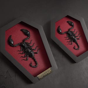 May include: Two framed scorpion specimens. Each black scorpion is displayed against a red background within a dark gray, coffin-shaped frame. A small brass plaque is visible on one frame. The frames are set against a dark gray surface.