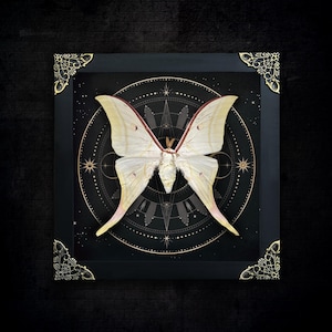 May include: A framed specimen of a pale yellow Luna moth with long, sweeping tails. The moth is centered against a black circular background featuring gold geometric star patterns. The frame is black with ornate gold metal corner accents.
