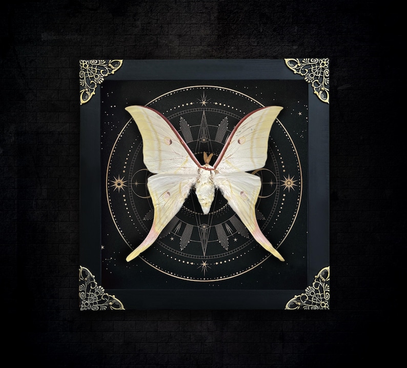 May include: A framed specimen of a pale yellow Luna moth with long, sweeping tails. The moth is centered against a black circular background featuring gold geometric star patterns. The frame is black with ornate gold metal corner accents.