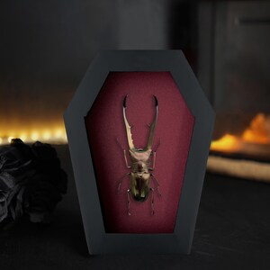 May include: A preserved stag beetle with long, curved mandibles and a metallic brown exoskeleton, mounted inside a black, coffin-shaped display frame with a deep red velvet-textured backing, creating a striking contrast between the dark frame and insect.