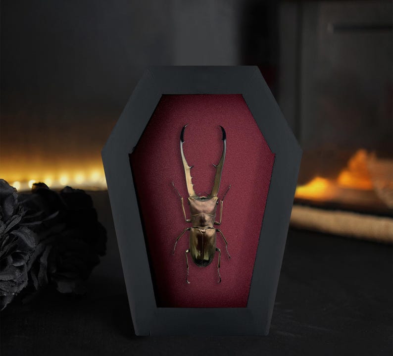 May include: A preserved stag beetle with long, curved mandibles and a metallic brown exoskeleton, mounted inside a black, coffin-shaped display frame with a deep red velvet-textured backing, creating a striking contrast between the dark frame and insect.