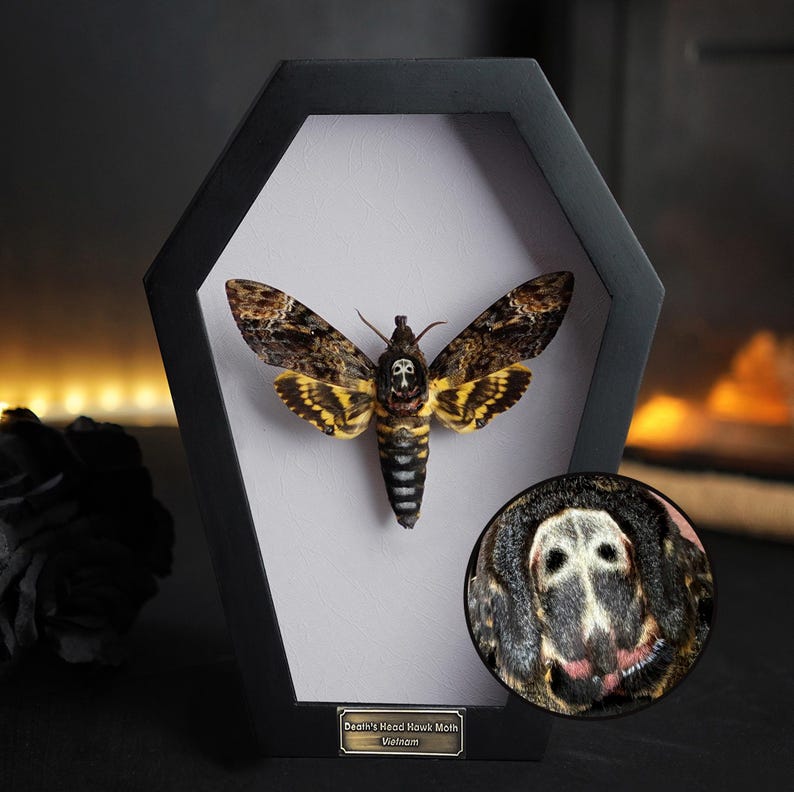 Peut inclure: Une bo&icirc;te de pr&eacute;sentation encadr&eacute;e en noir avec un sphinx t&ecirc;te-de-mort pr&eacute;serv&eacute;. Le papillon a un motif de cr&acirc;ne sur la t&ecirc;te et les ailes. La bo&icirc;te porte une &eacute;tiquette indiquant "Death's Head Hawk Moth Vietnam".