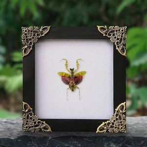 Puede incluir: Un esp&eacute;cimen de mantis preservado dentro de un marco cuadrado negro con adornos met&aacute;licos dorados en las esquinas. El insecto presenta alas con patrones verdes, amarillos y rosa oscuro extendidas sobre un fondo blanco texturizado.