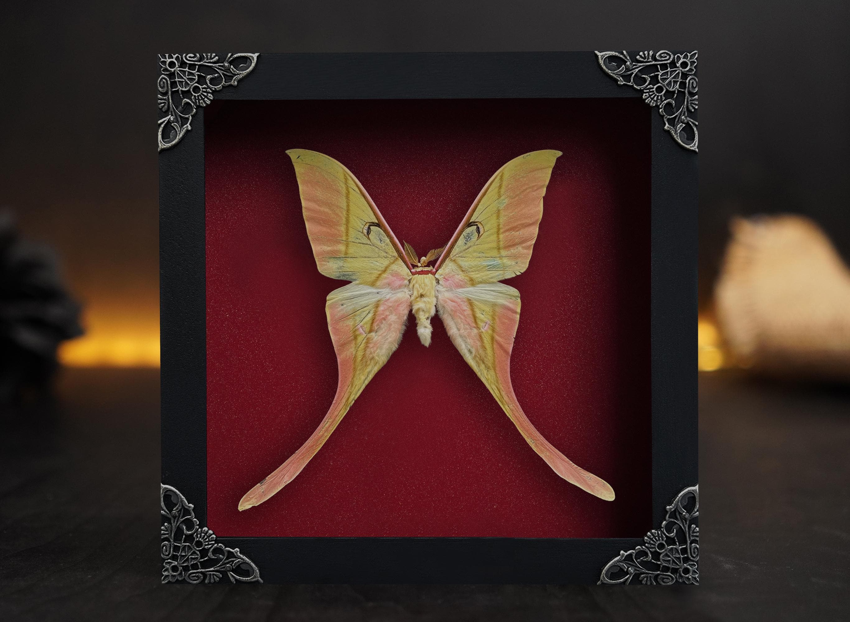 Real Framed Luna Moon Moth Shadow Box Butterfly Insect Frame Dried ...