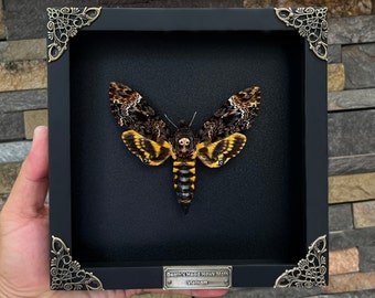Real Framed Death's Head Moth Acherontia Dried Butterfly Skull Frame Dead Taxidermy Taxadermy Oddity Insect Bug Wall Art Hanging Decor