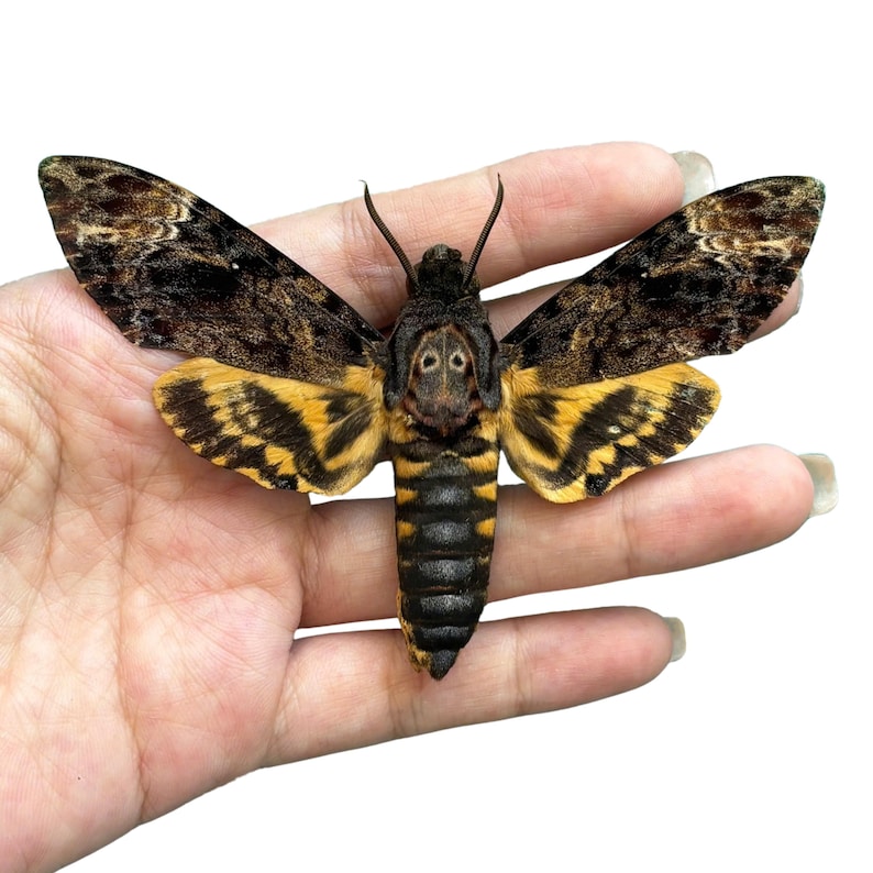 May include: A death's-head hawkmoth specimen with dark brown and black patterned wings, vibrant yellow underwings, and a segmented black and yellow abdomen. The thorax features a distinct skull-like marking in shades of brown and tan.